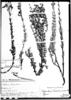 Calceolaria weberbaueriana image