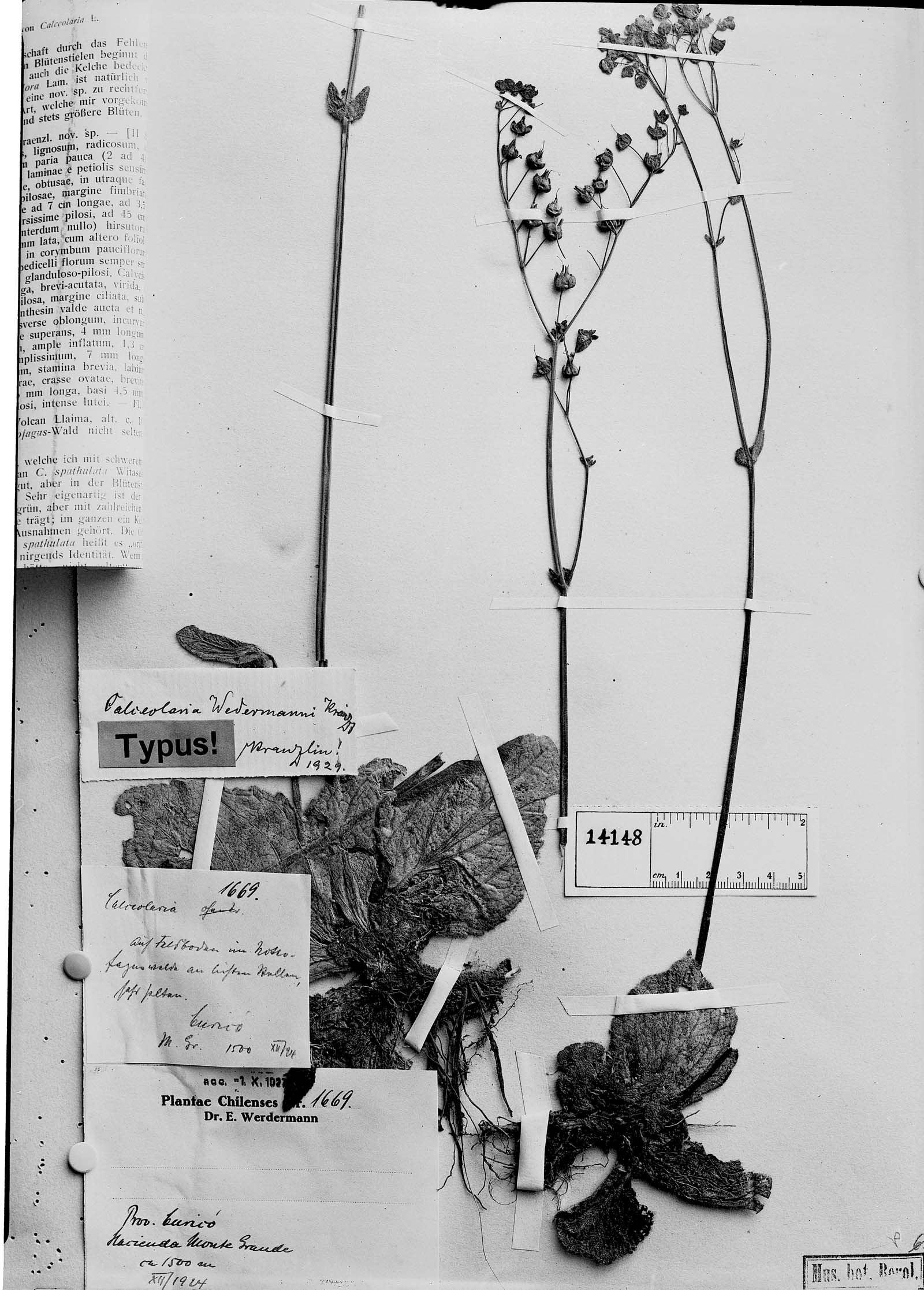 Calceolaria valdiviana subsp. valdiviana image