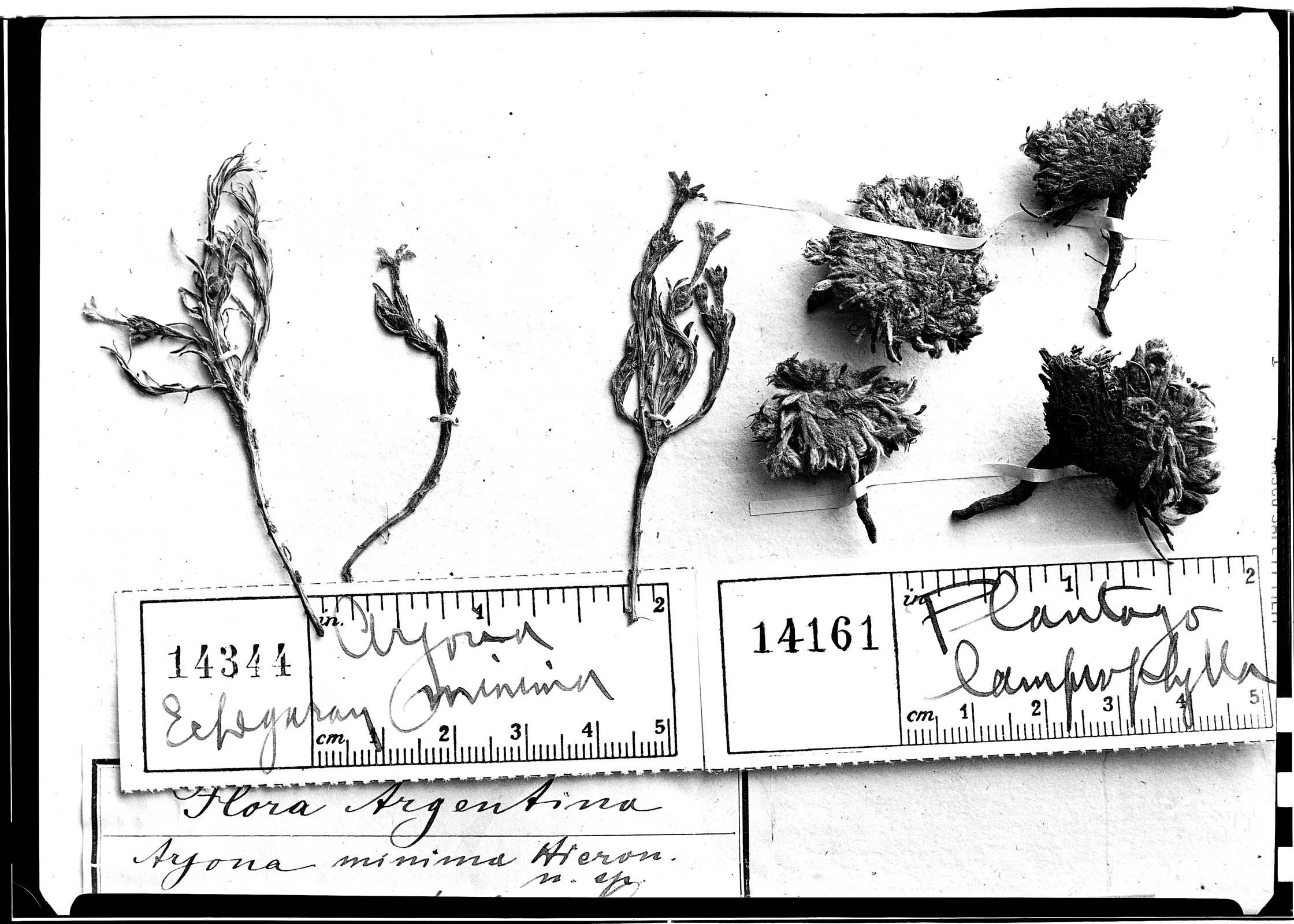 Plantago lamprophylla image