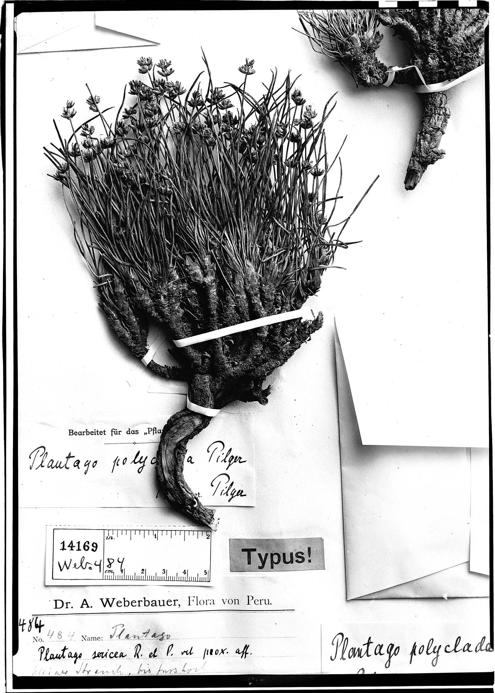 Plantago sericea subsp. polyclada image