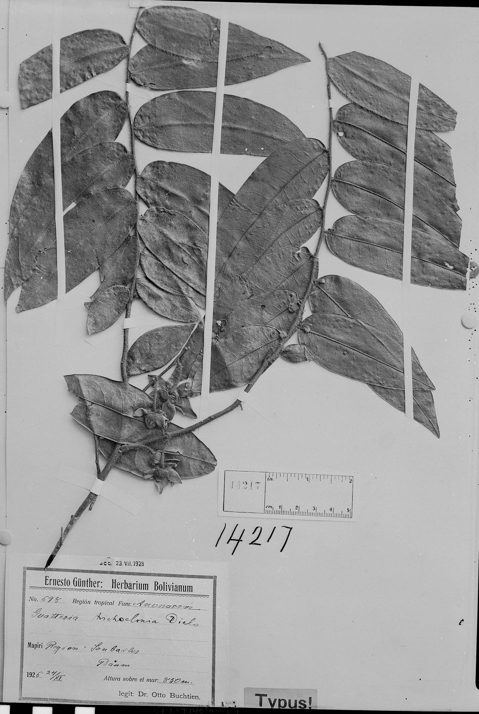 Guatteria trichoclonia image