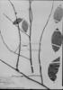 Ephedranthus parviflorus image