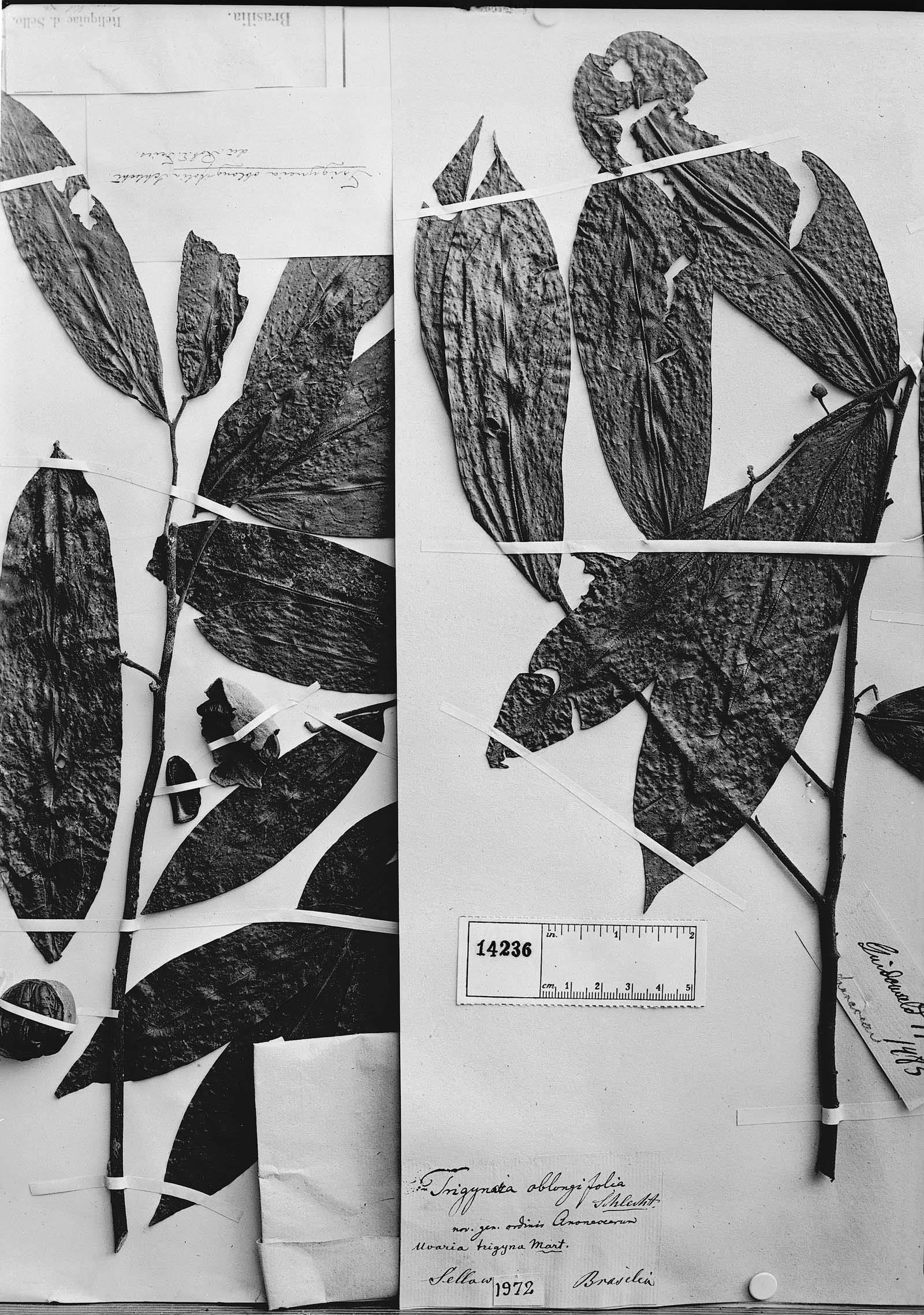 Trigynaea oblongifolia image