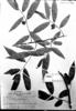 Annona angustifolia image