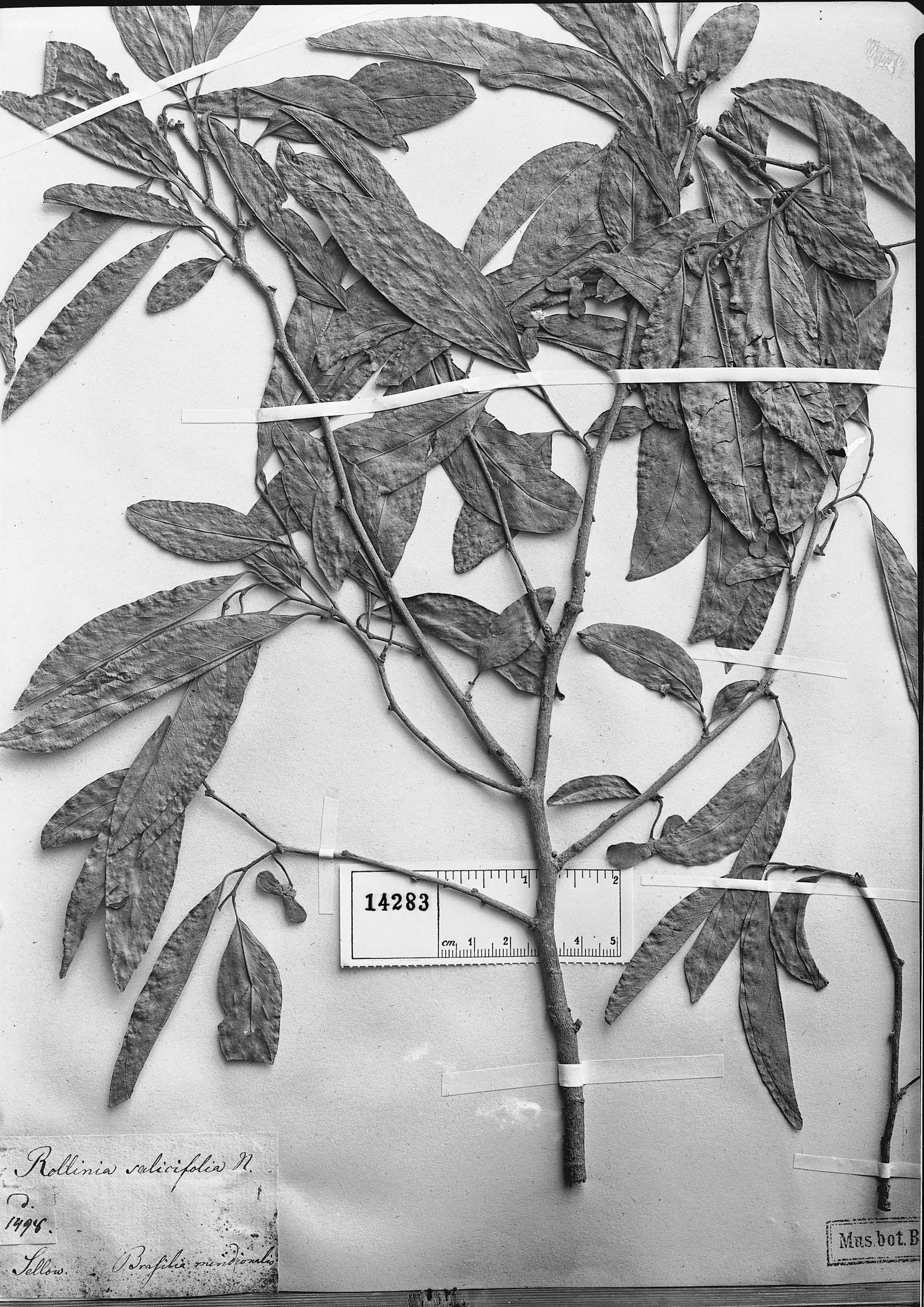 Annona neosalicifolia image