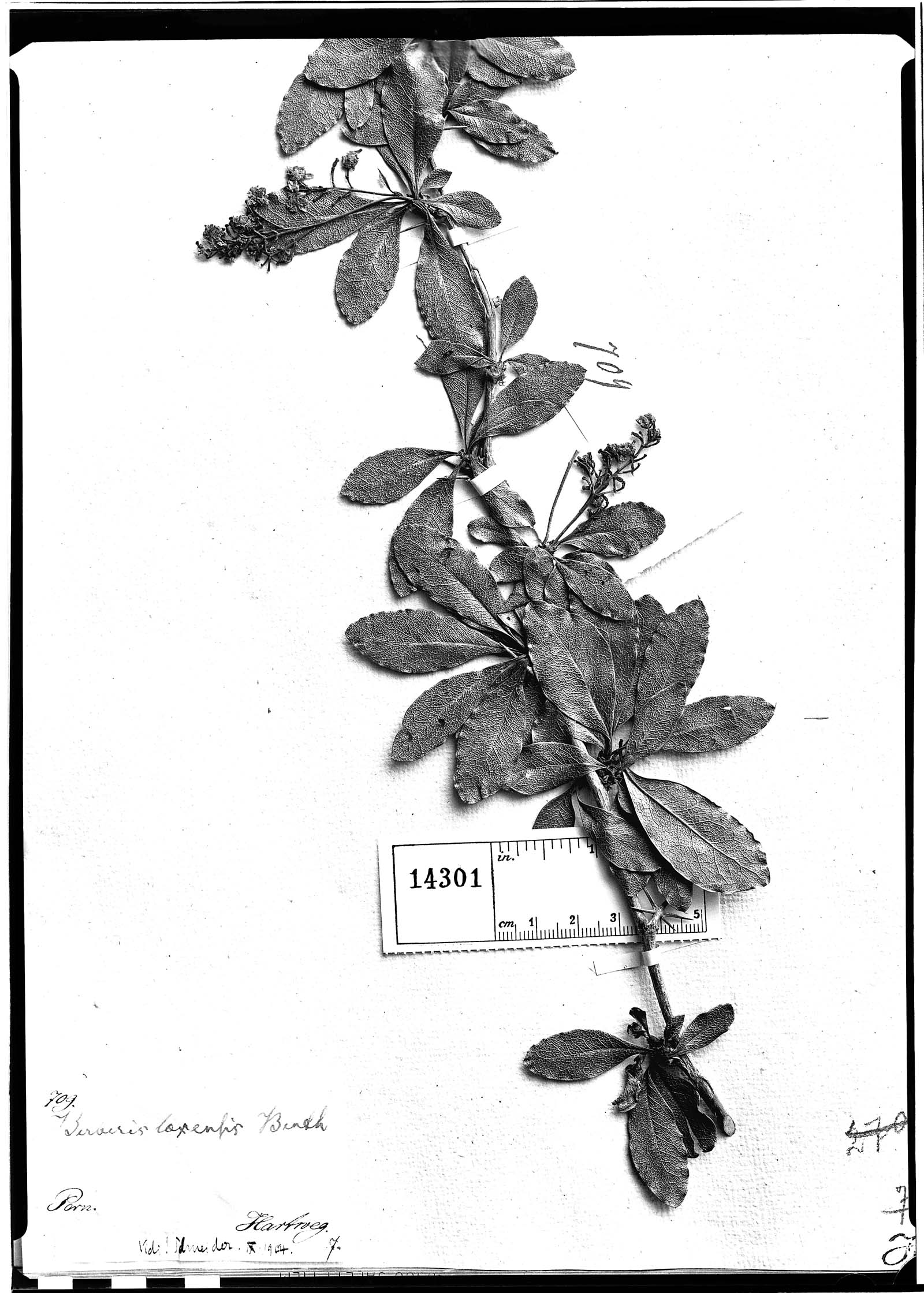 Berberis loxensis image