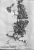 Berberis sellowiana image