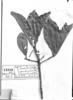 Terminalia januarensis image