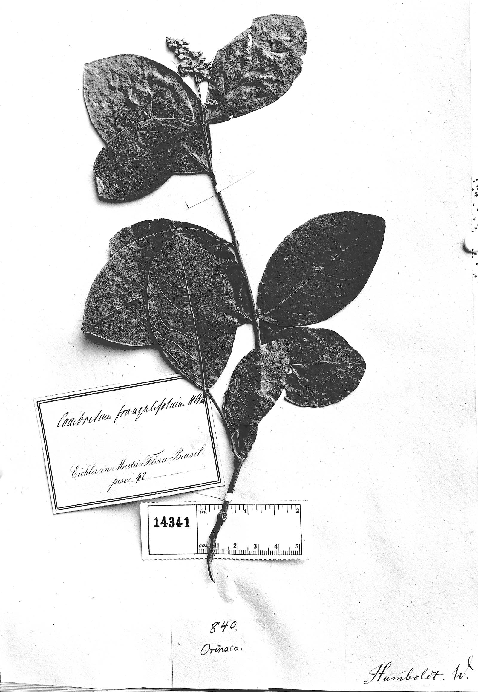 Combretum tomentosum image