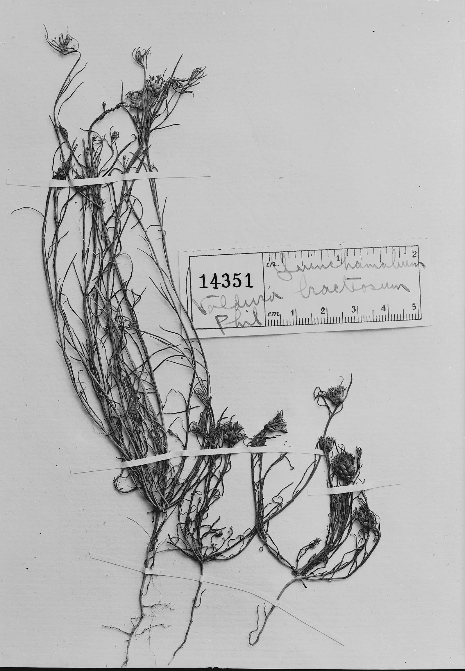 Quinchamalium bracteosum image