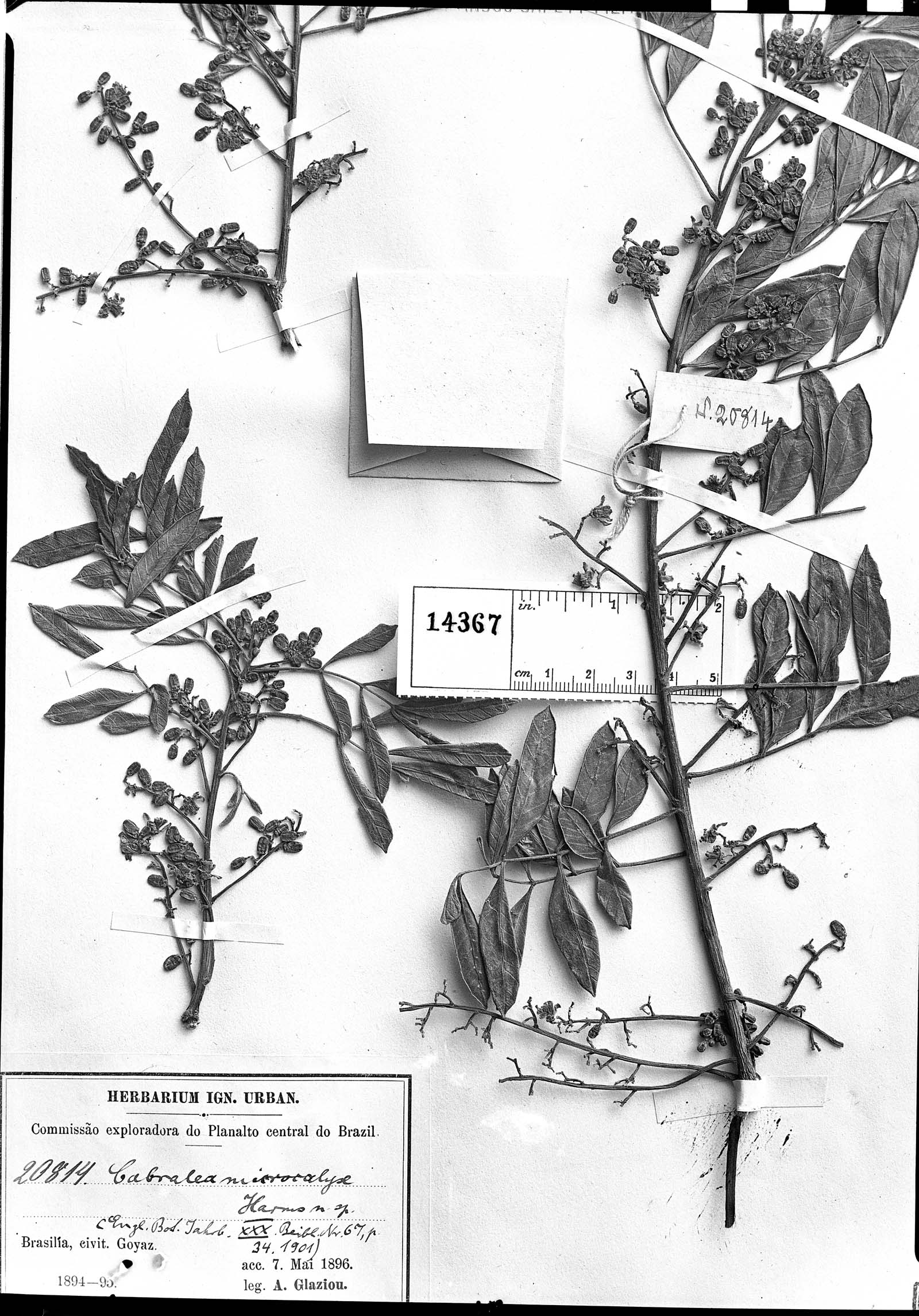 Cabralea canjerana subsp. polytricha image