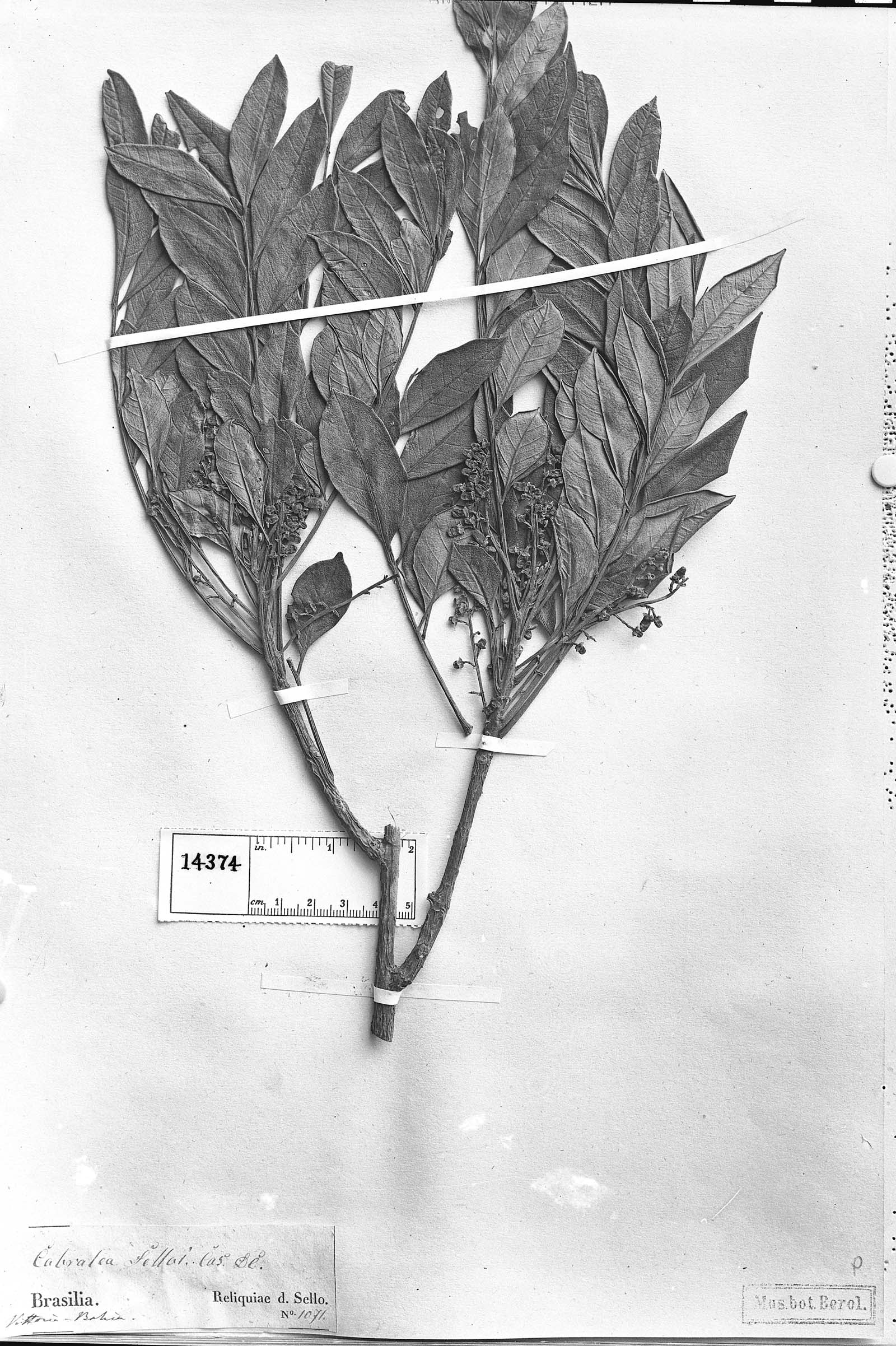 Cabralea canjerana subsp. selloi image