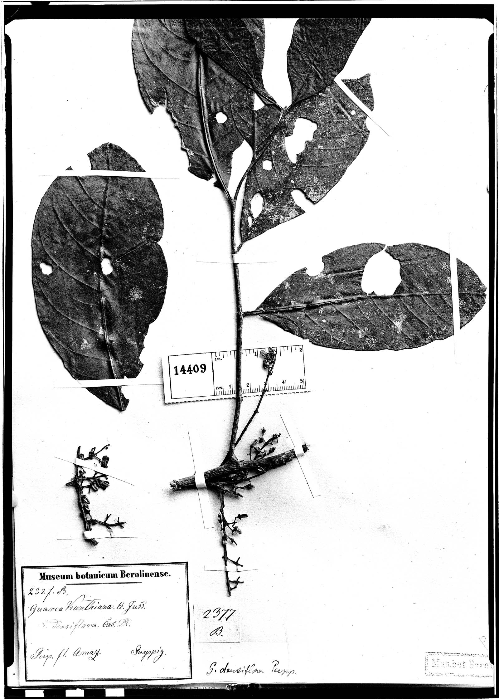 Guarea densiflora image