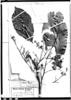 Guarea oblongiflora image