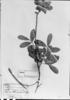 Guarea macrophylla subsp. spicaeflora image