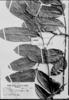 Guarea macrophylla subsp. pachycarpa image