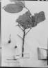 Guarea macrophylla subsp. tuberculata image