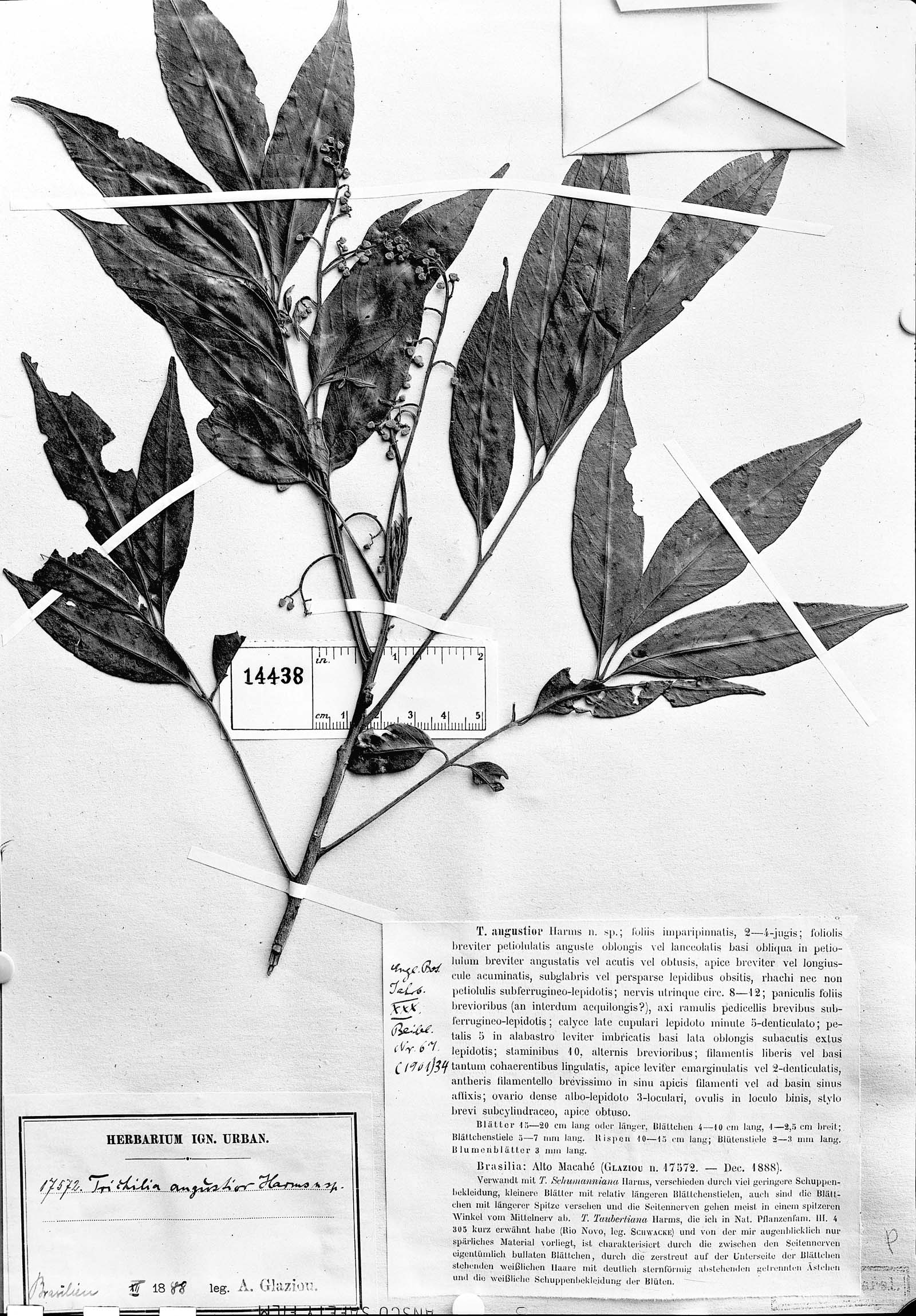 Trichilia lepidota subsp. schumanniana image