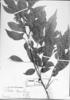 Trichilia pseudostipularis image