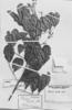 Trichilia lepidota image