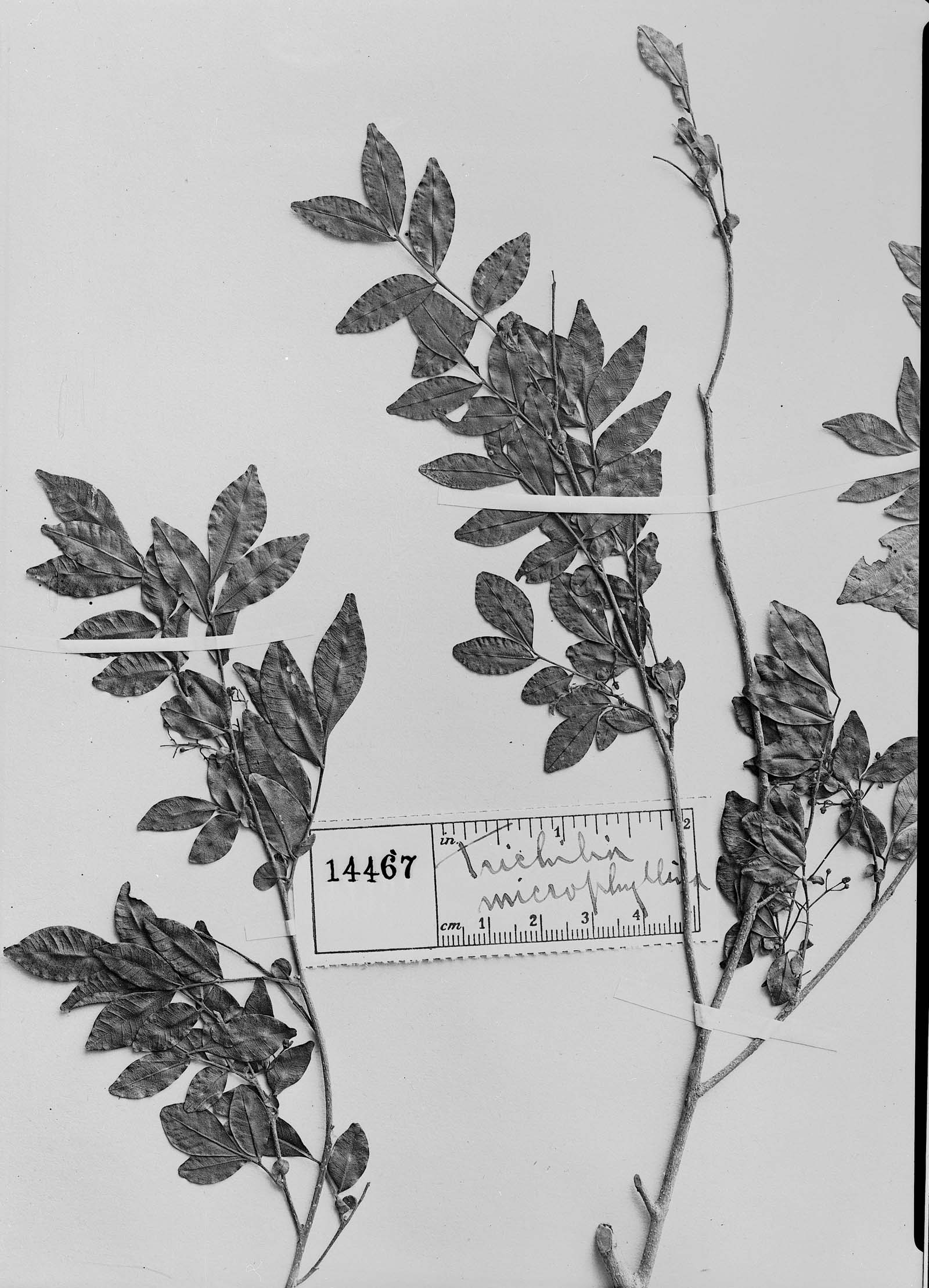 Trichilia pseudostipularis image