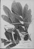 Trichilia quadrijuga subsp. quadrijuga image