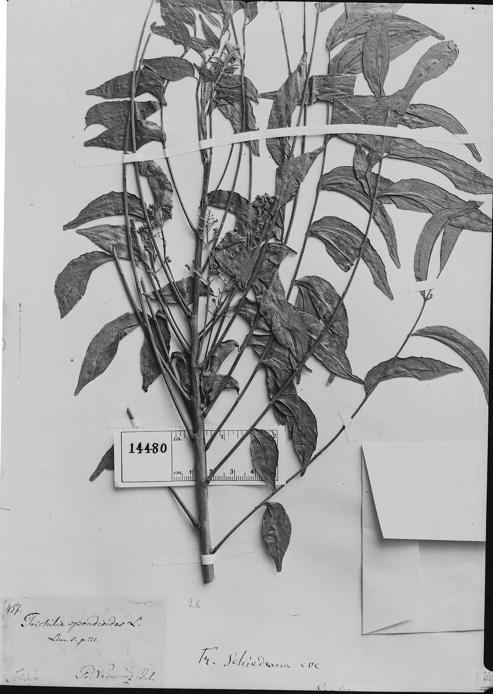 Trichilia schiedeana image