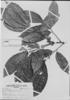 Trichilia schomburgkii image