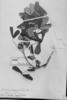 Trichilia stellatotomentosa image