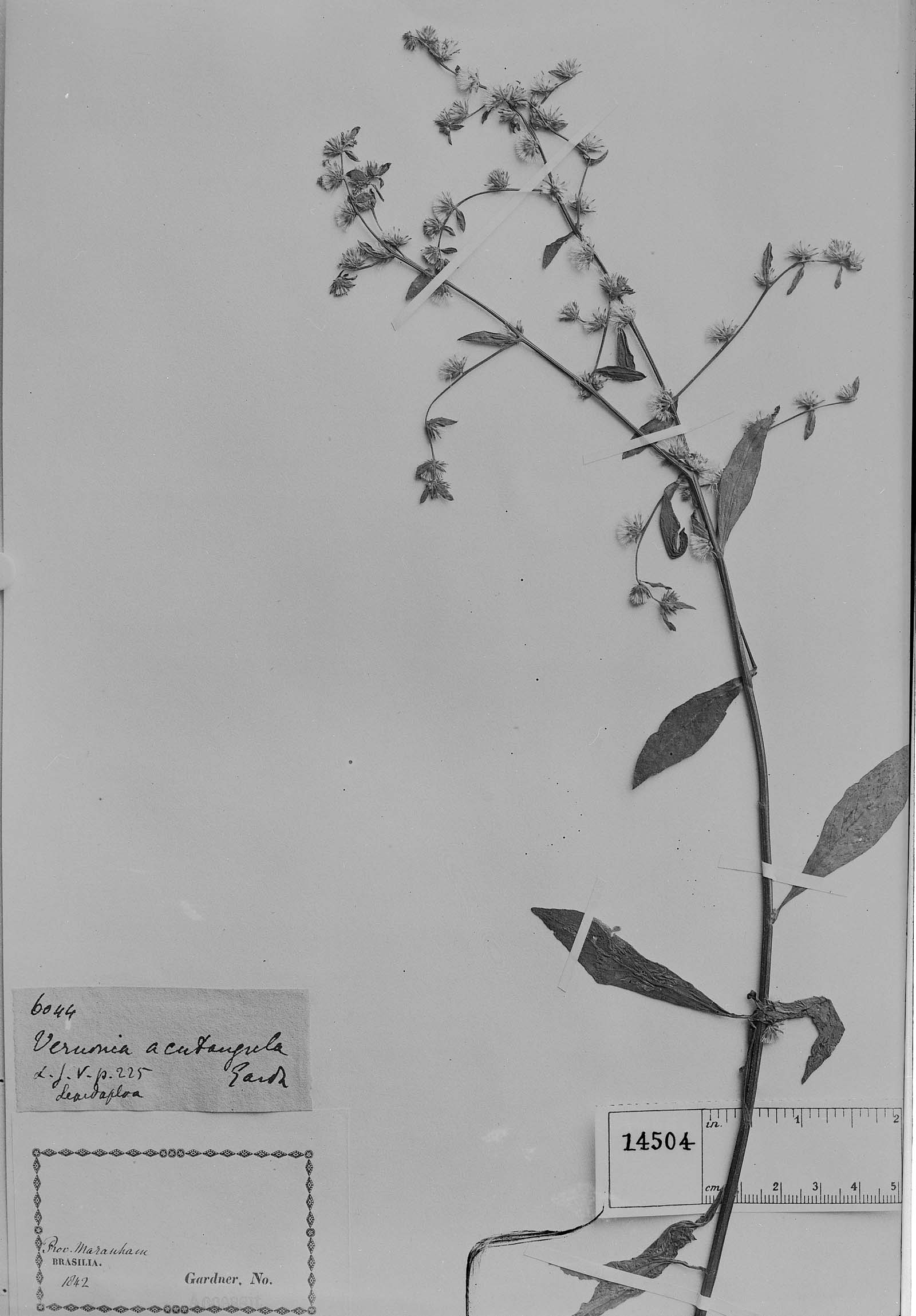 Vernonia acutangula image