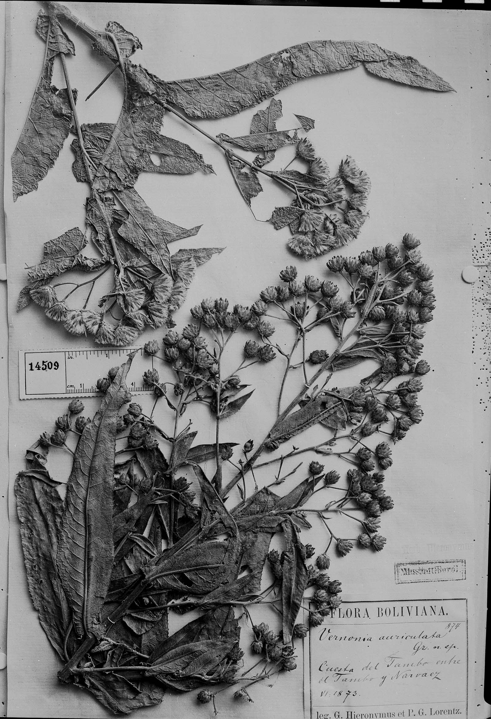 Vernonanthura auriculata image