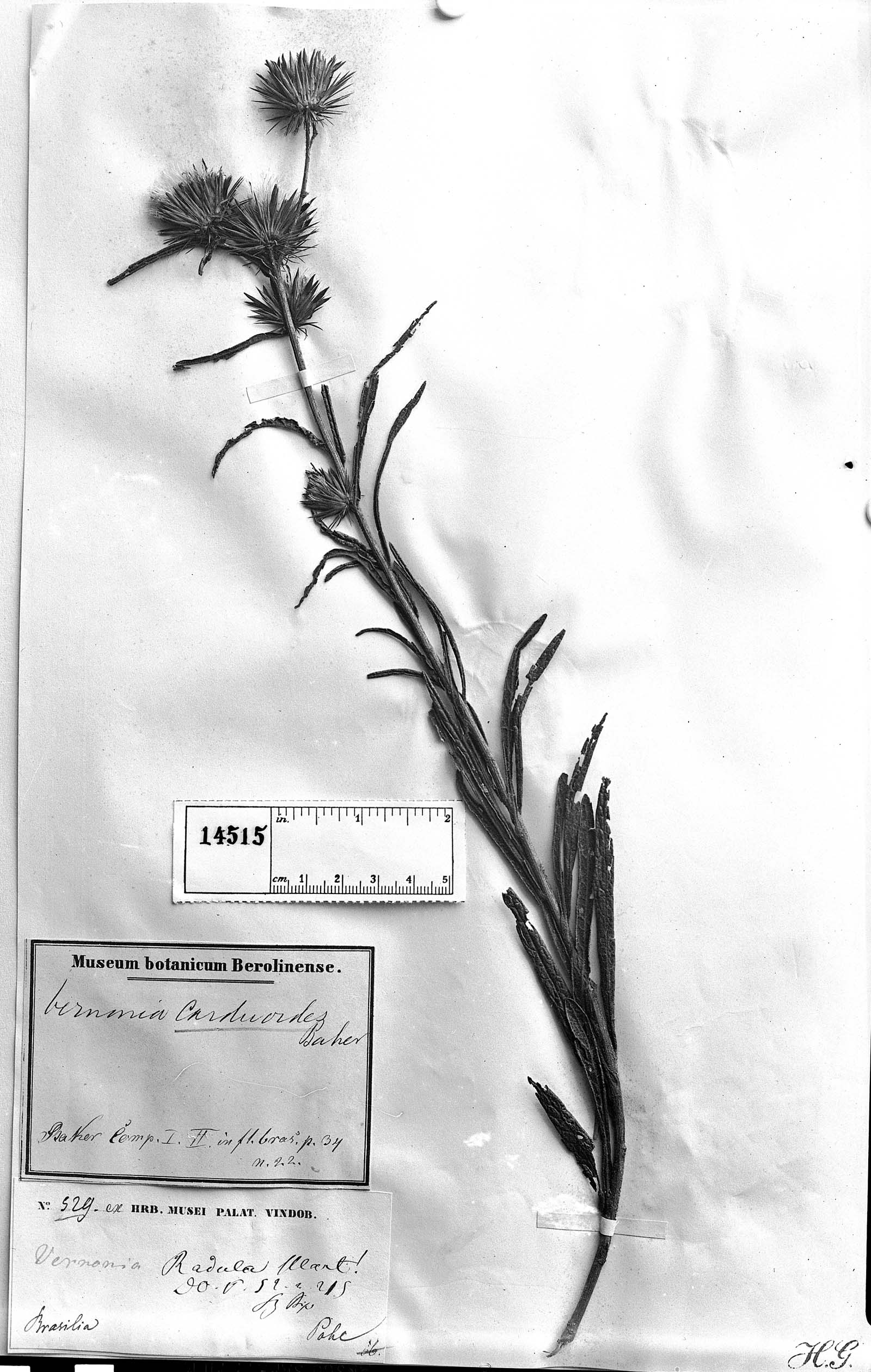 Lessingianthus carduoides image