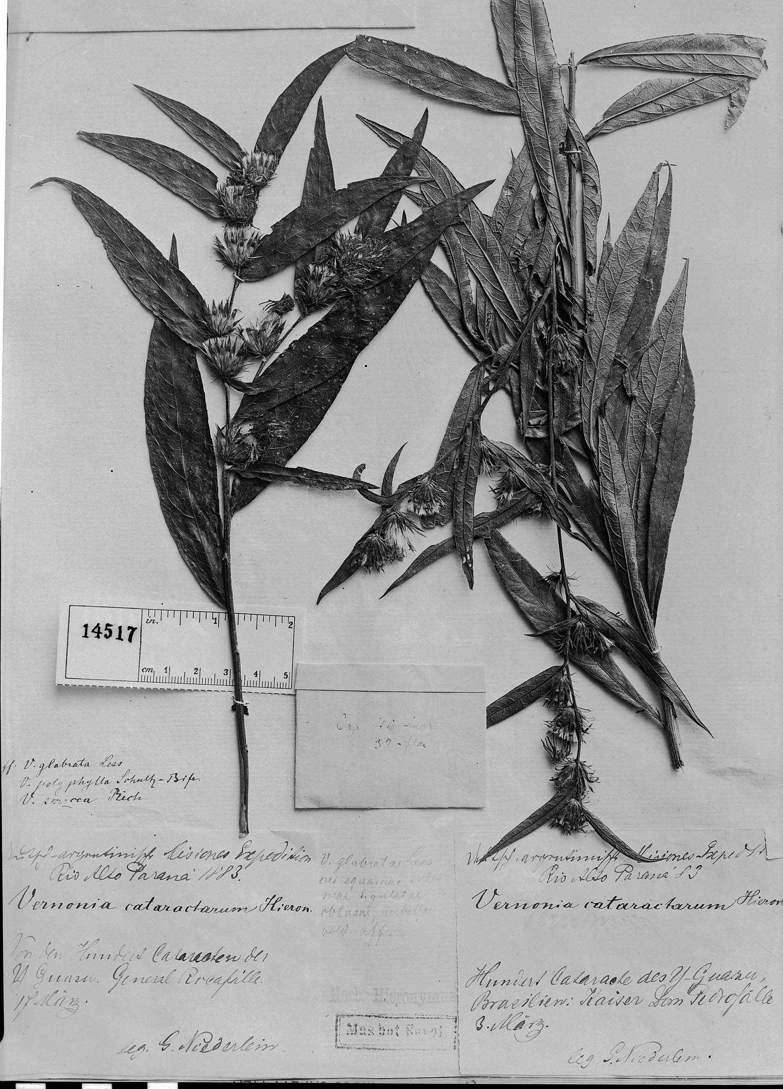 Lessingianthus cataractarum image