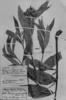 Lessingianthus centauropsideus image