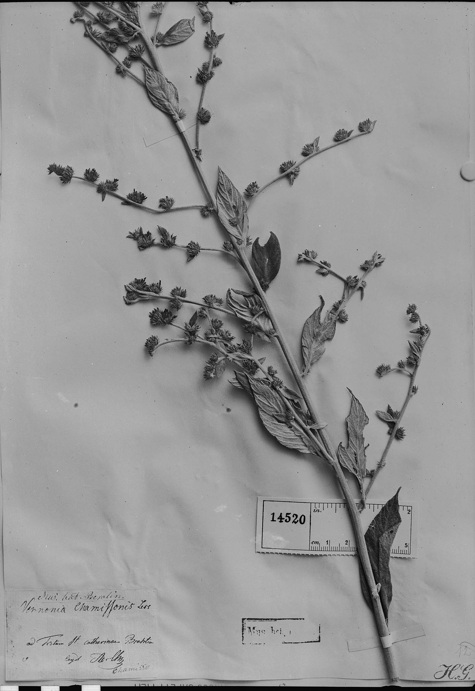 Lepidaploa chamissonis image