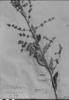 Lepidaploa chamissonis image