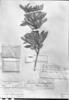 Joseanthus chimborazensis image