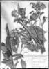 Vernonia cincta image