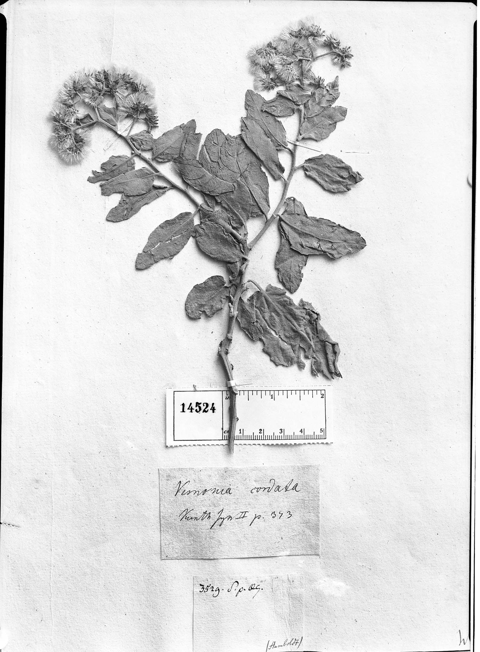 Vernonia cordata image