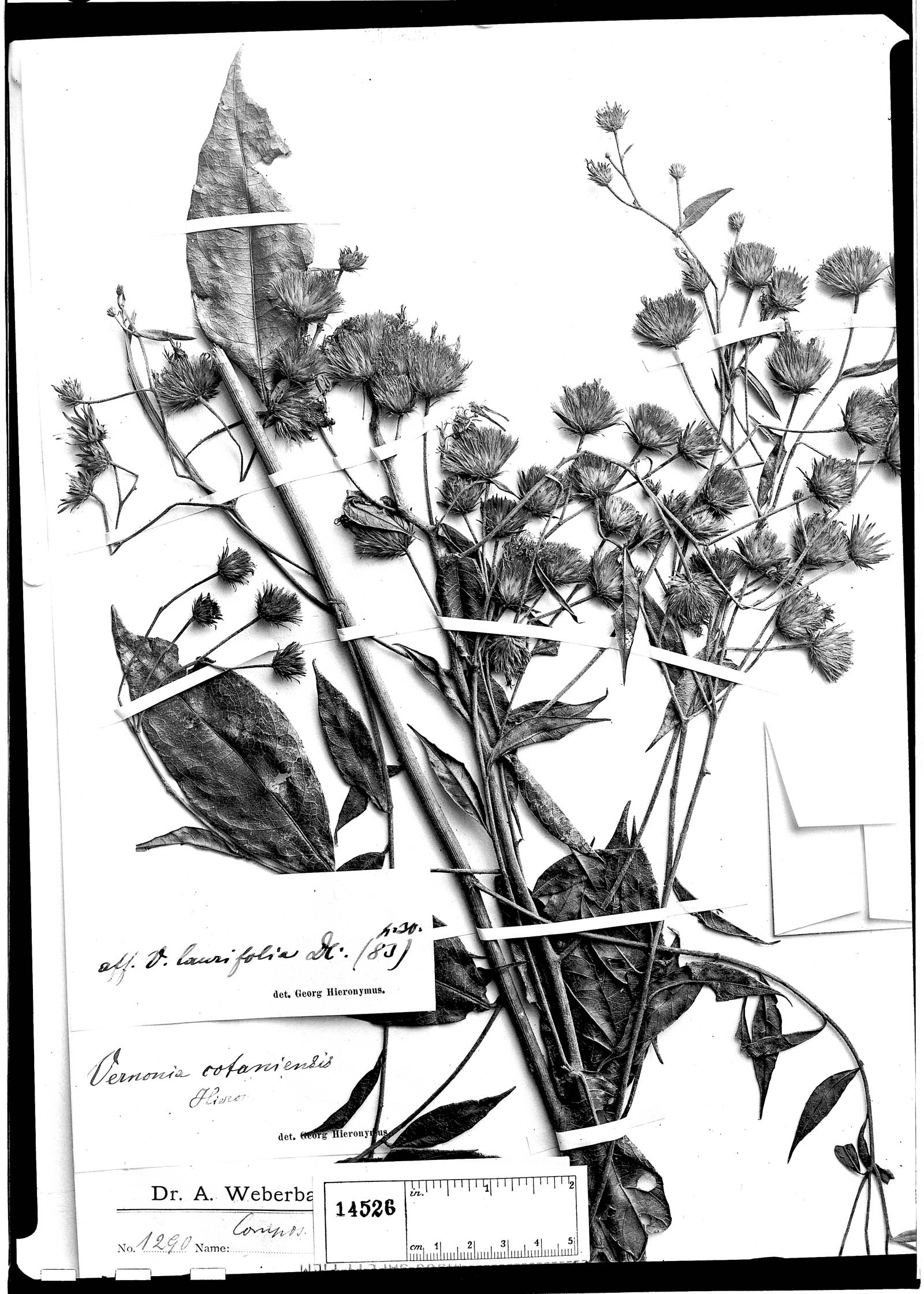Lessingianthus ligulifolius image