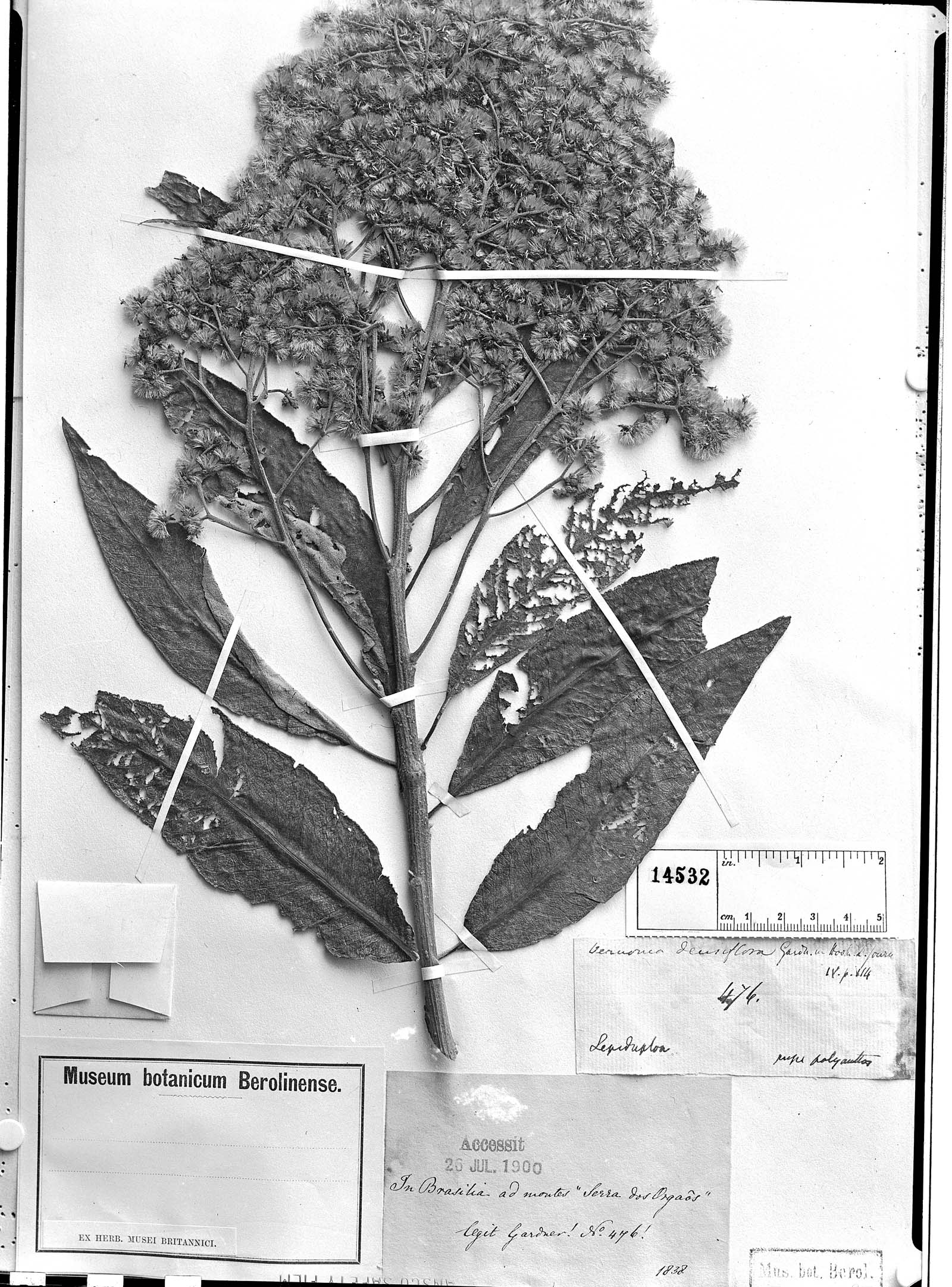 Vernonanthura densiflora image