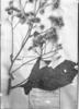 Vernonia fulta image