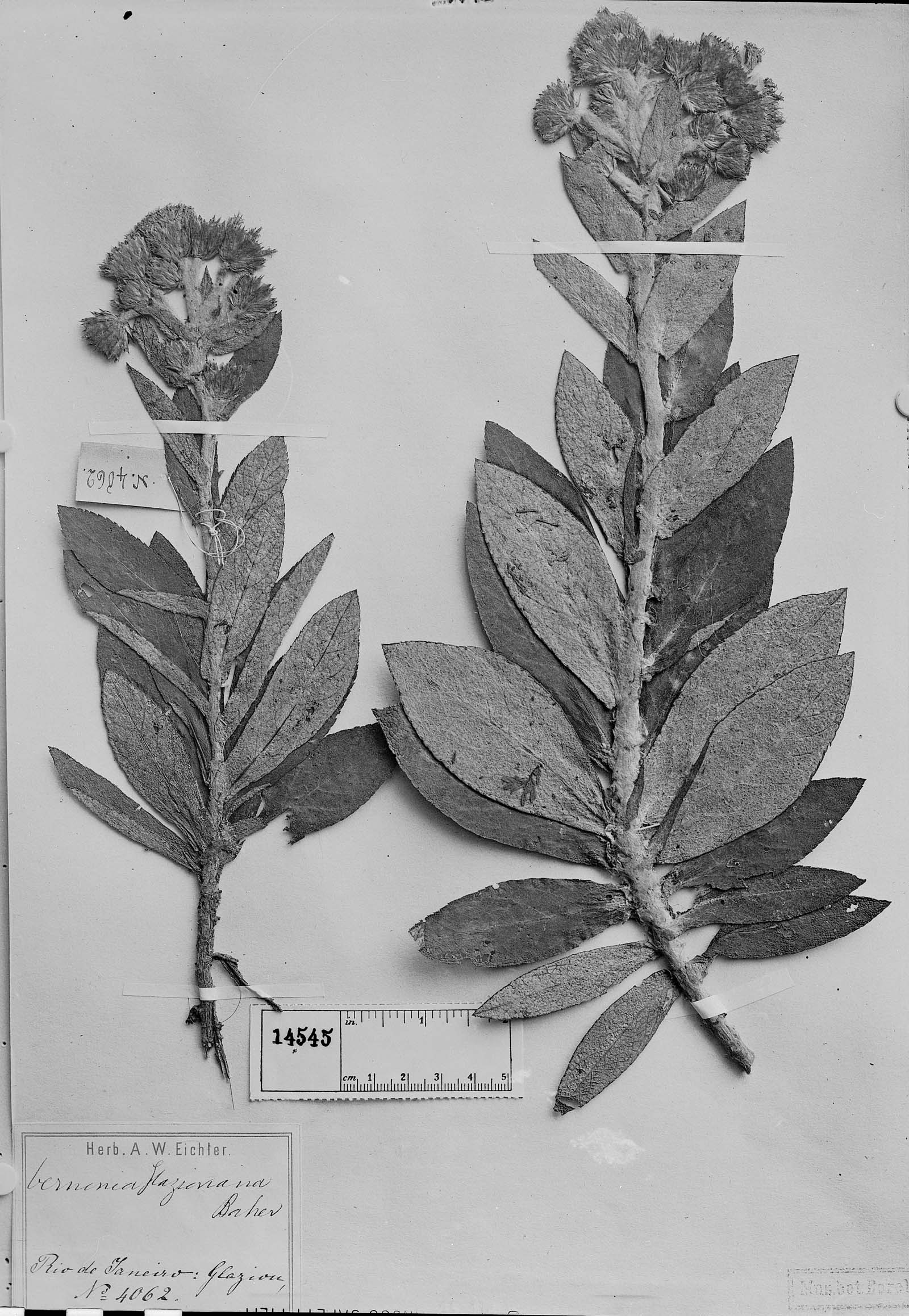Lessingianthus glaziovianus image