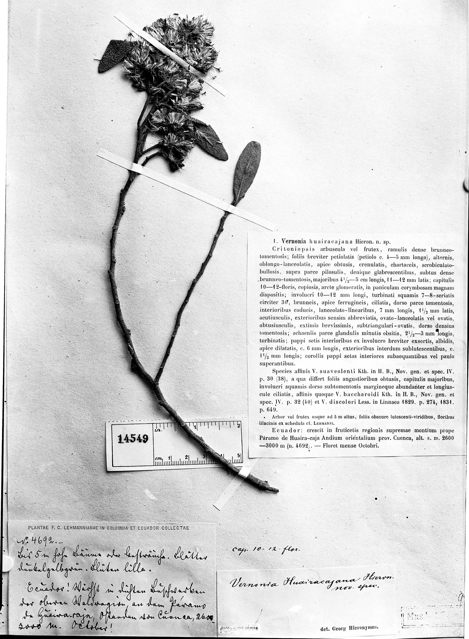 Vernonia huairacajana image