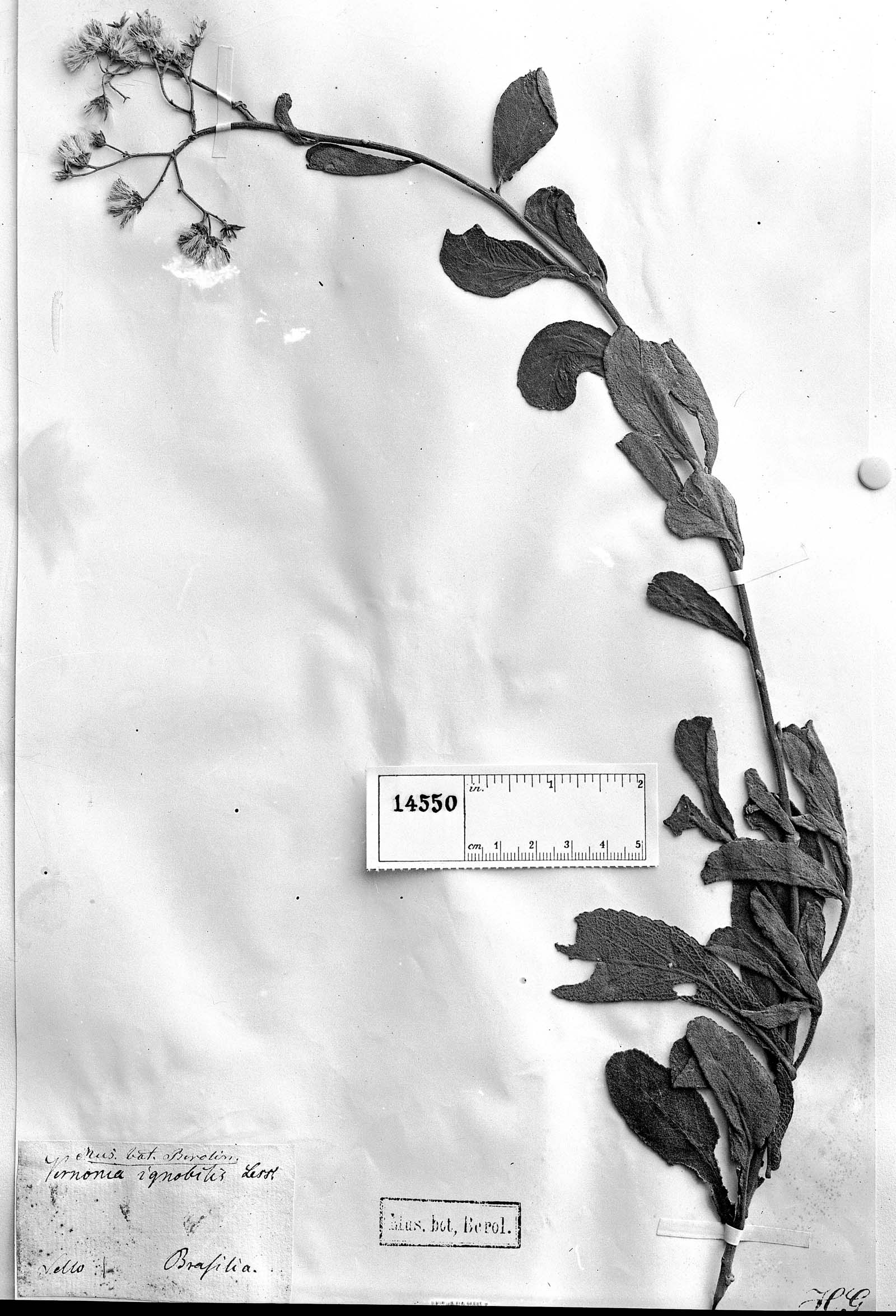 Vernonanthura ignobilis image