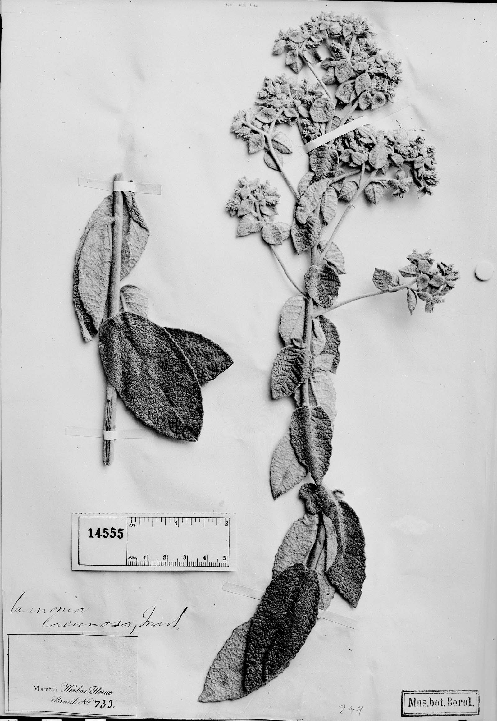 Lessingianthus lacunosus image