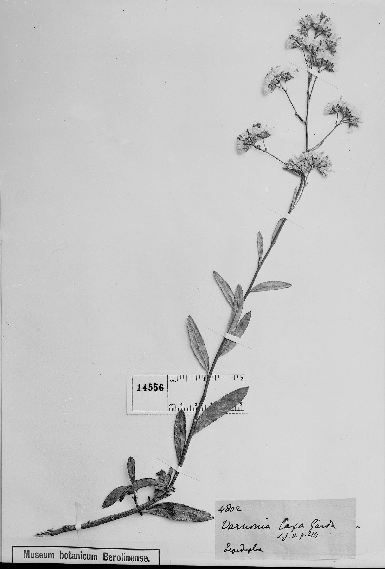 Vernonanthura laxa image