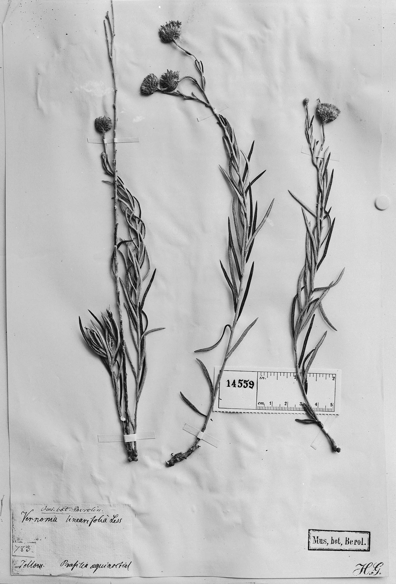 Vernonia linearifolia image