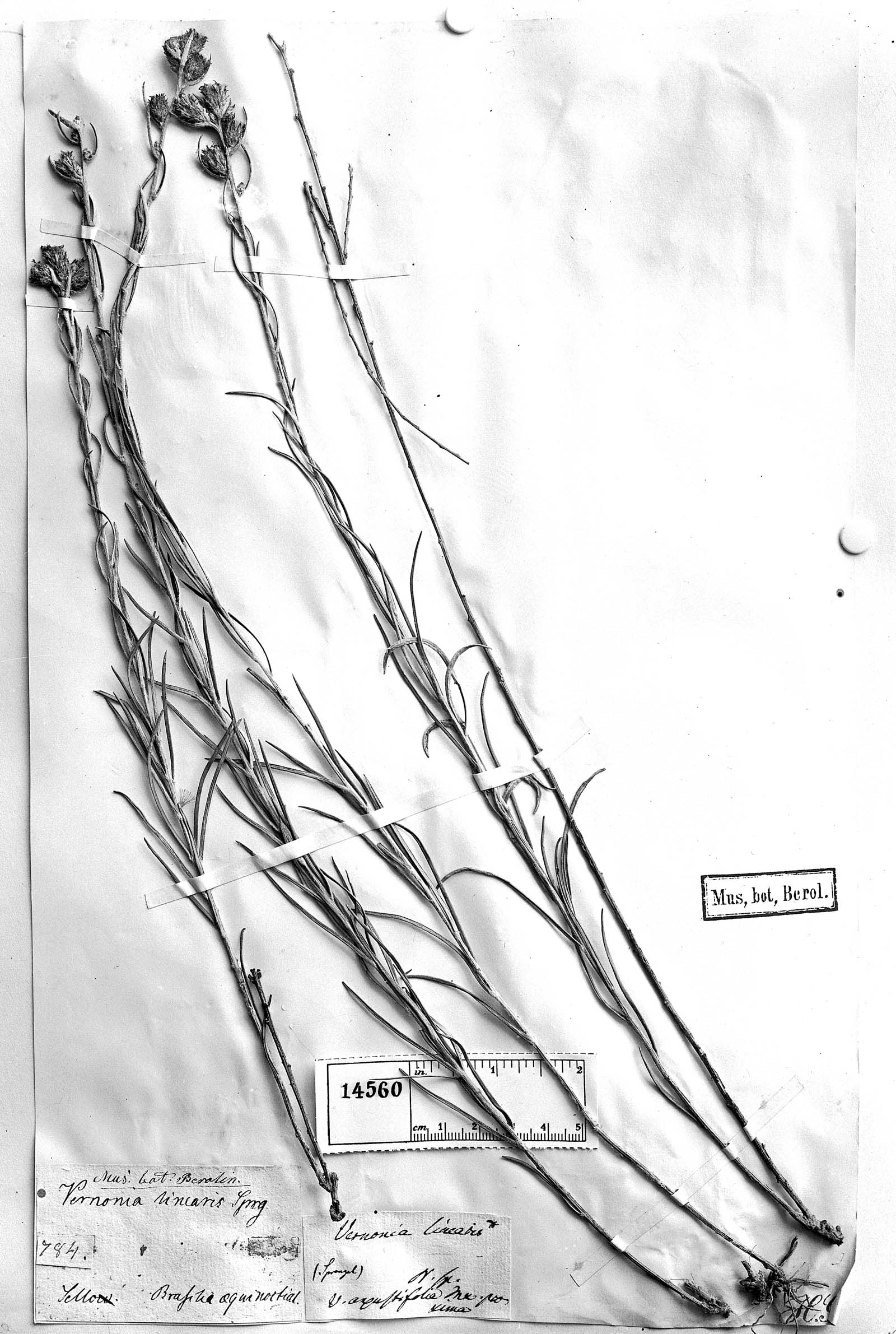 Vernonia linearis image