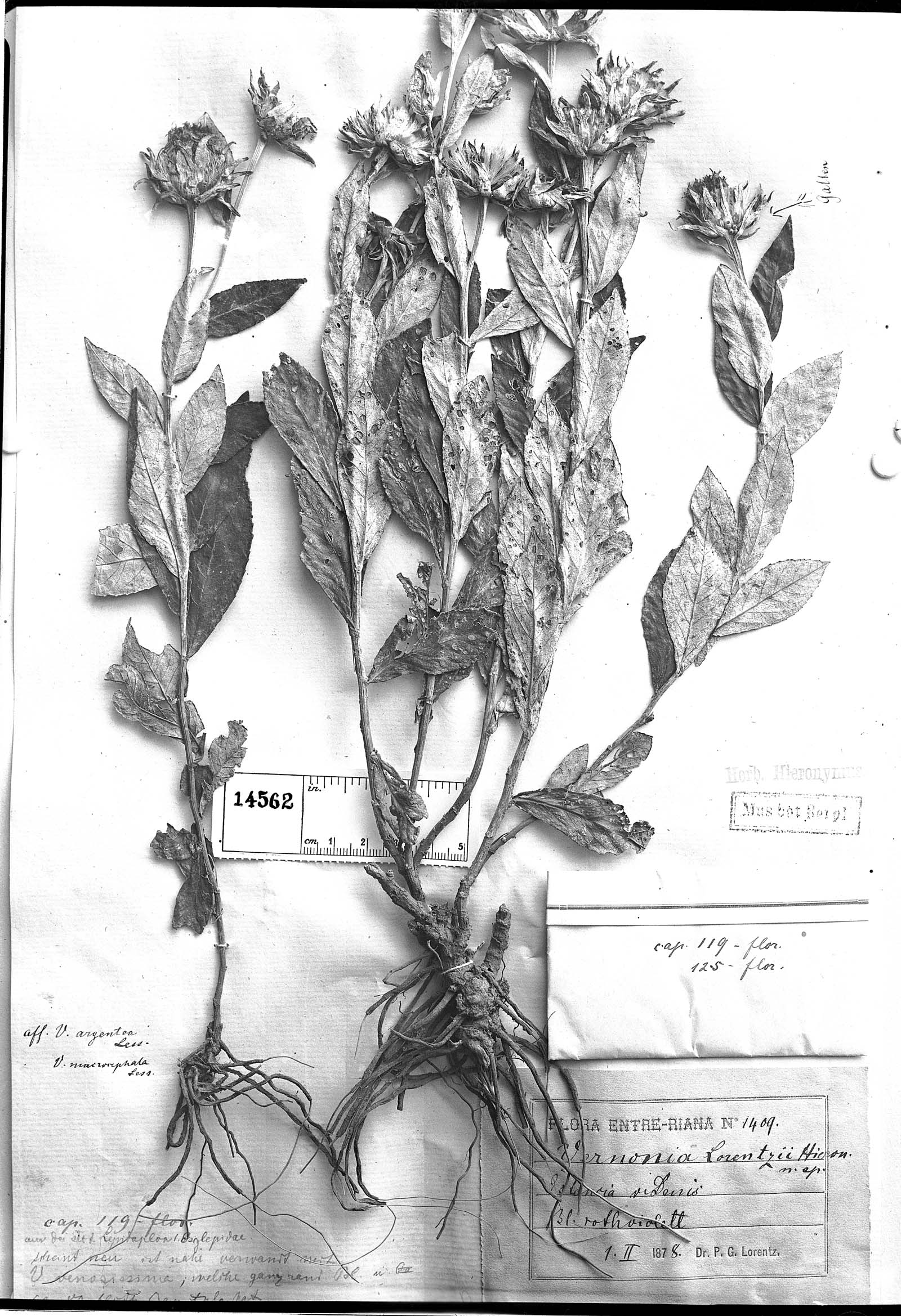 Lessingianthus lorentzii image
